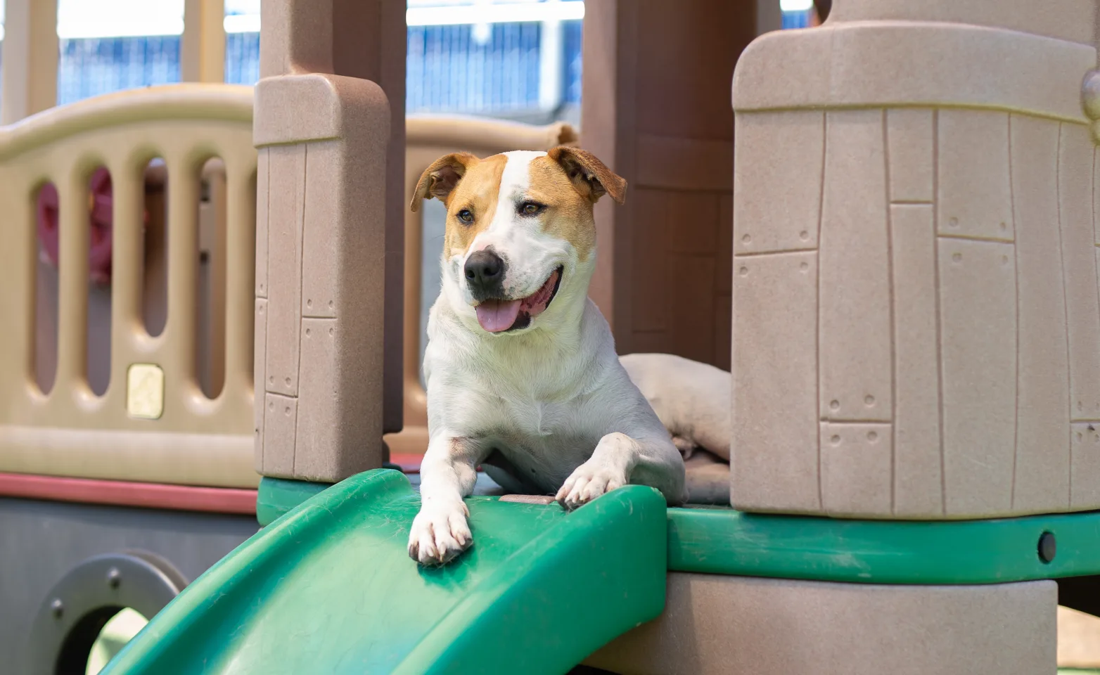 Dog in park at Bowhaus, providing expert dog boarding, dog daycare, and dog grooming services to Erie and Boulder